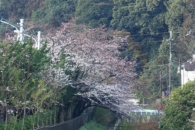 京都桜速報2019_15　No7