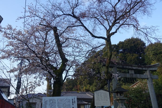 京都桜速報2019_15　No8