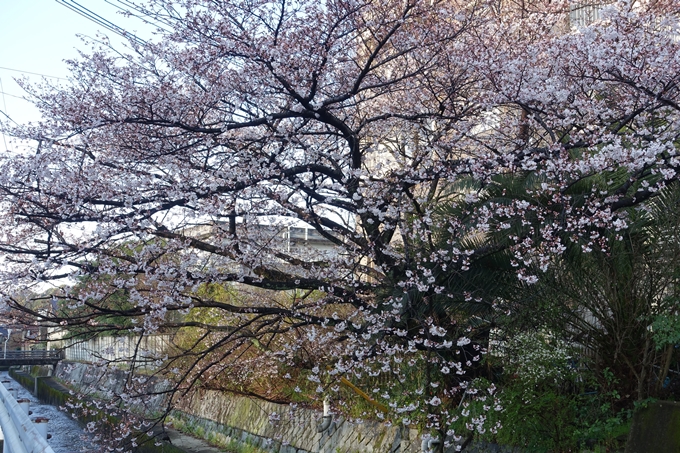 京都桜速報2019_15　No9