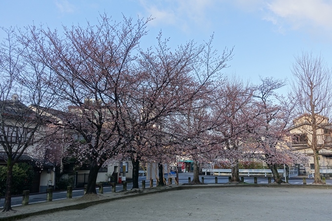 京都桜速報2019_15　No10