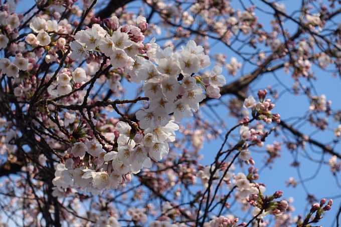 京都桜速報2019_15　No11