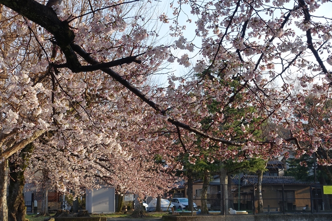 京都桜速報2019_15　No12