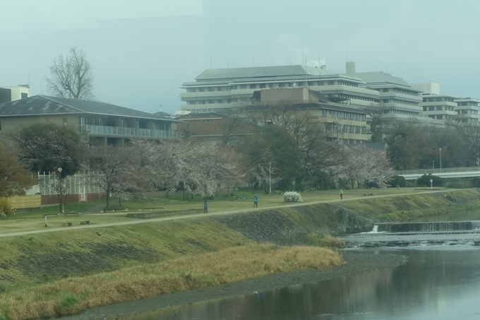 京都桜速報2019_16　No2