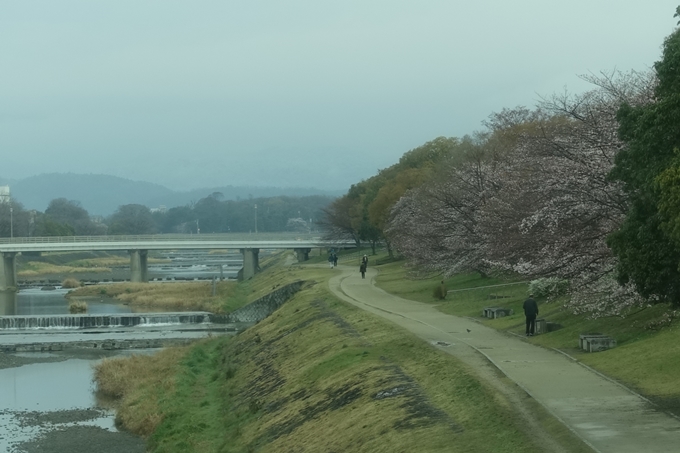 京都桜速報2019_16　No3