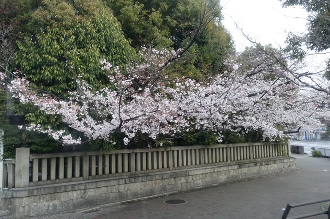 京都桜速報2019_16　No4