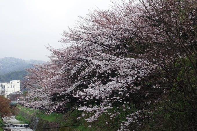 京都桜速報2019_16　No6