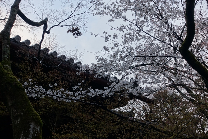 京都桜速報2019_16　No8