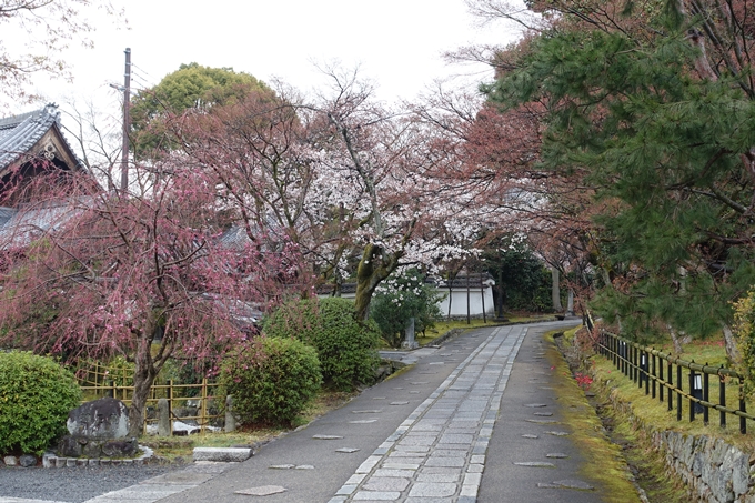 京都桜速報2019_16　No11