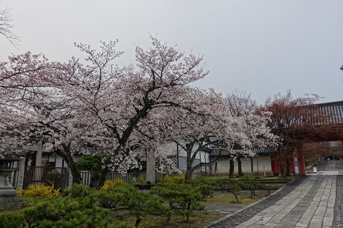 京都桜速報2019_16　No13