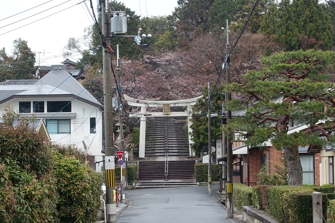 京都桜速報2019_17　No2