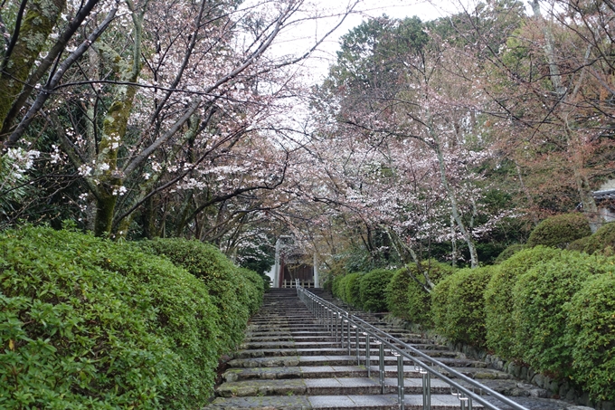 京都桜速報2019_17　No4