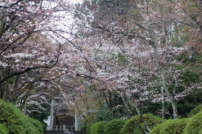 京都桜速報2019_17　No5