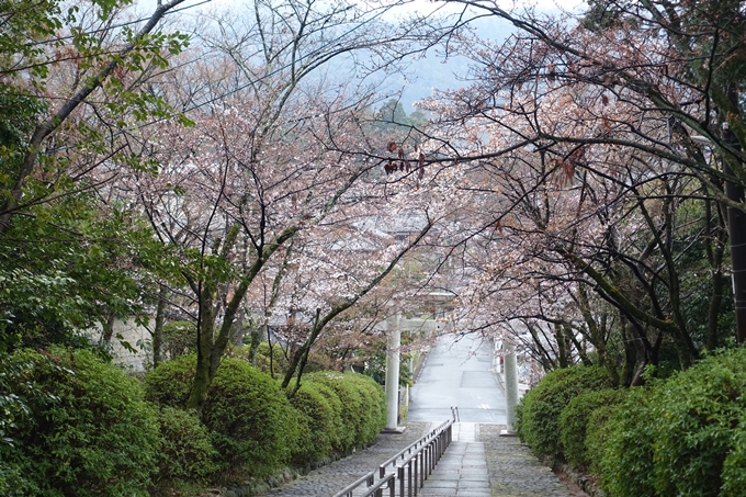 京都桜速報2019_17　No6