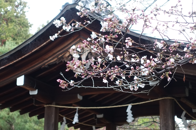 京都桜速報2019_17　No7