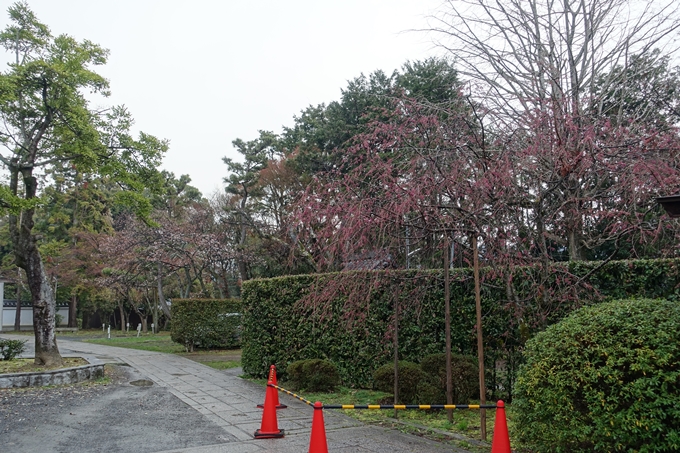 京都桜速報2019_17　No8