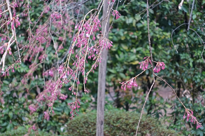 京都桜速報2019_17　No9