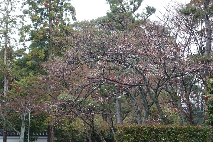 京都桜速報2019_17　No10