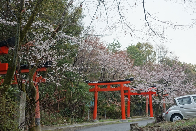 京都桜速報2019_18　No3