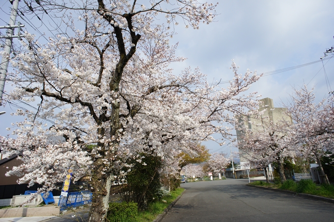 京都桜速報2019_27　No2