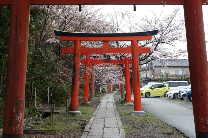 京都桜速報2019_18　No4