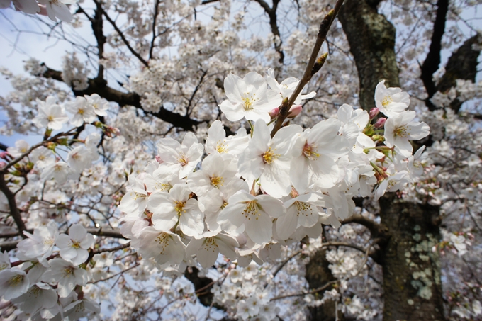 京都桜速報2019_27　No3