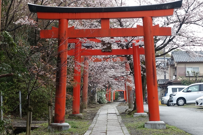 京都桜速報2019_18　No6