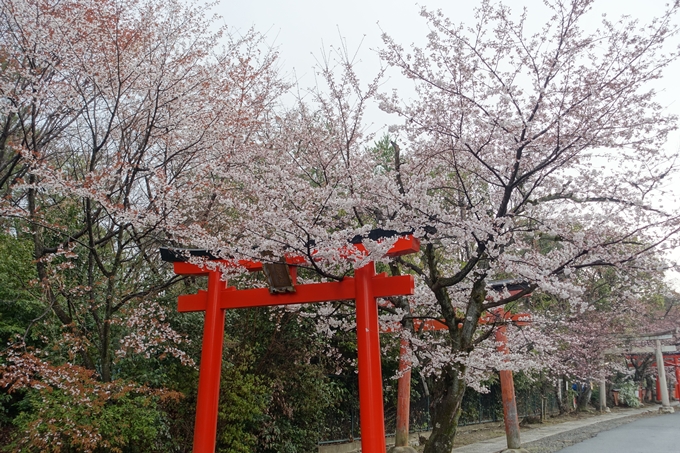 京都桜速報2019_18　No8