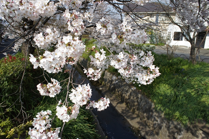 京都桜速報2019_27　No4