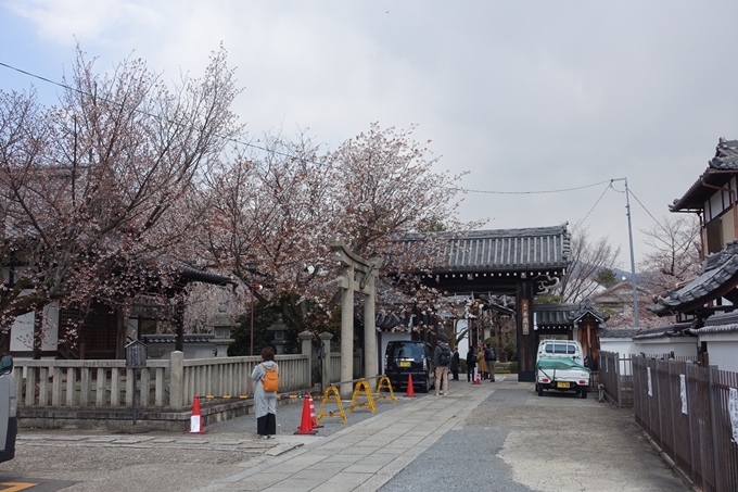 京都桜速報2019_19　No2