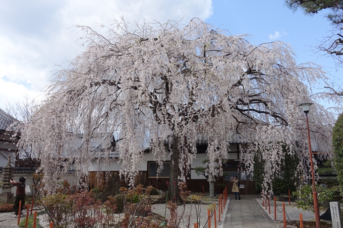 京都桜速報2019_19　No3