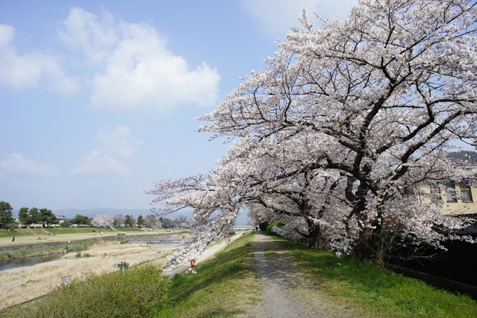 京都桜速報2019_28　No2