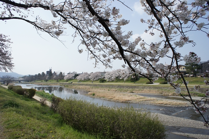 京都桜速報2019_28　No3