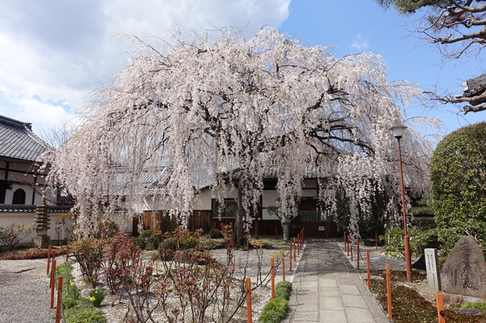 京都桜速報2019_19　No4