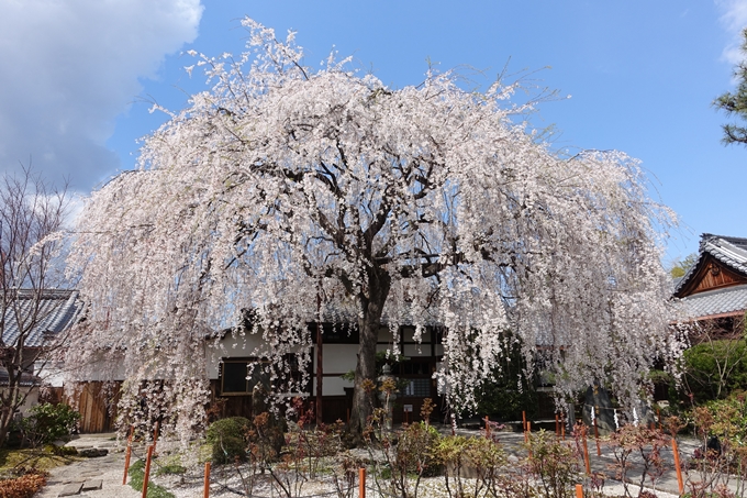 京都桜速報2019_19　No5