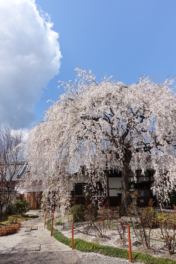 京都桜速報2019_19　No6