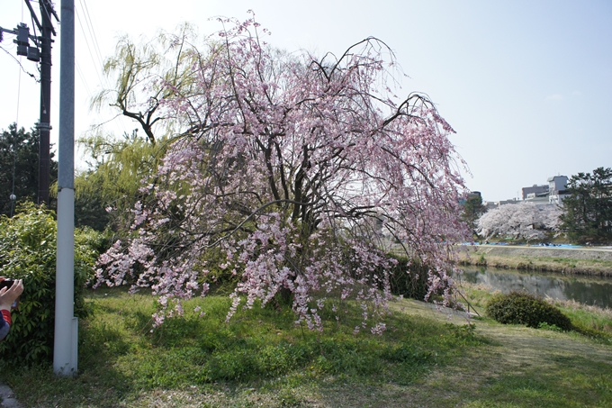 京都桜速報2019_28　No4