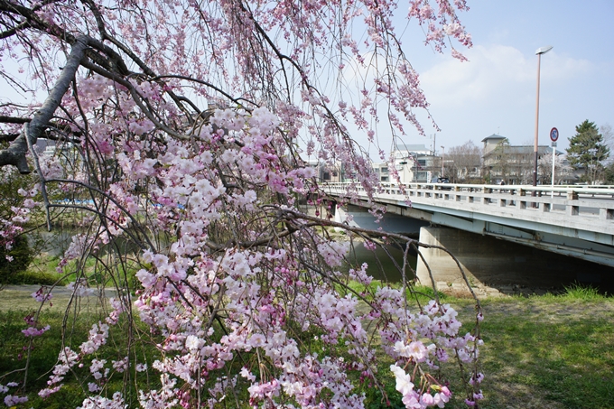 京都桜速報2019_28　No5