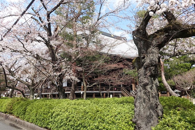 京都桜速報2019_19　No9