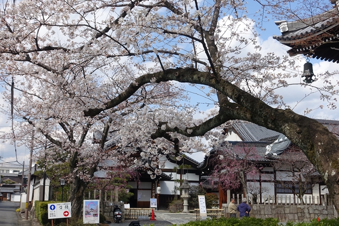 京都桜速報2019_19　No10