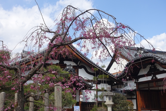 京都桜速報2019_19　No11