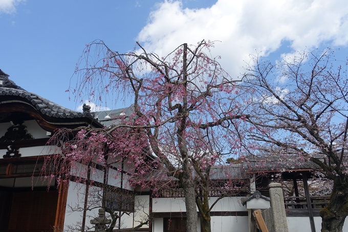 京都桜速報2019_19　No12