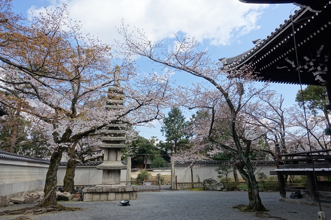 京都桜速報2019_19　No13