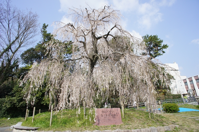 京都桜速報2019_28　No6