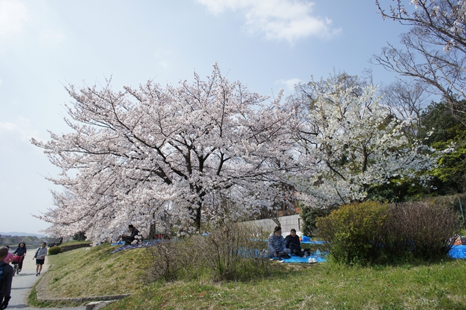 京都桜速報2019_28　No7