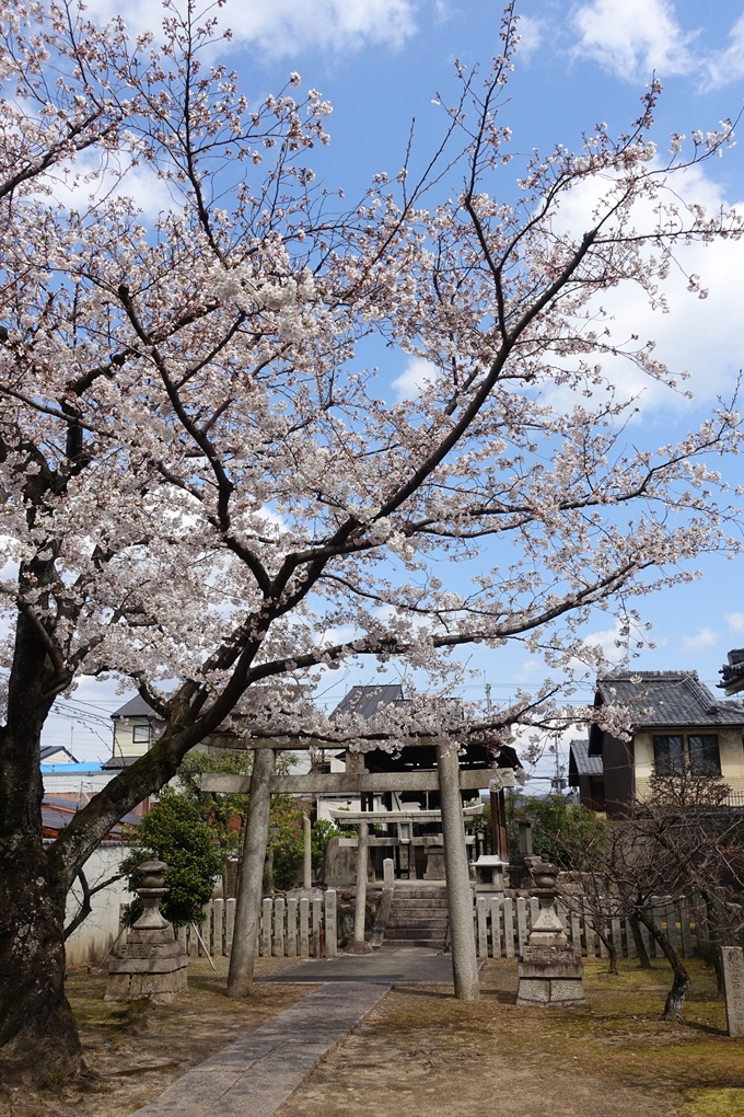 京都桜速報2019_19　No14