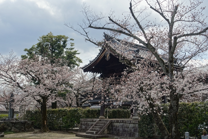 京都桜速報2019_19　No15