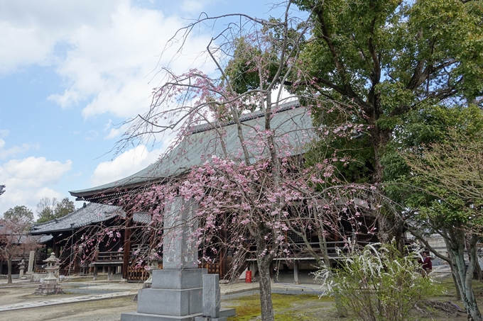 京都桜速報2019_19　No16