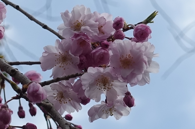 京都桜速報2019_19　No17