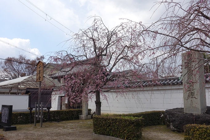 京都桜速報2019_19　No18