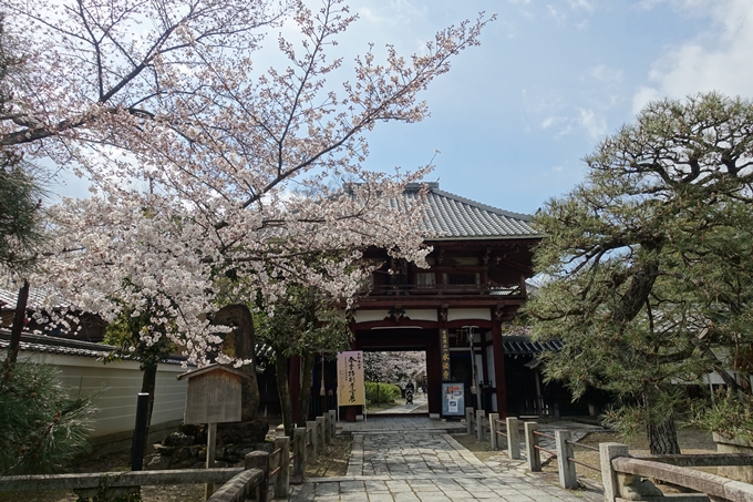 京都桜速報2019_19　No21